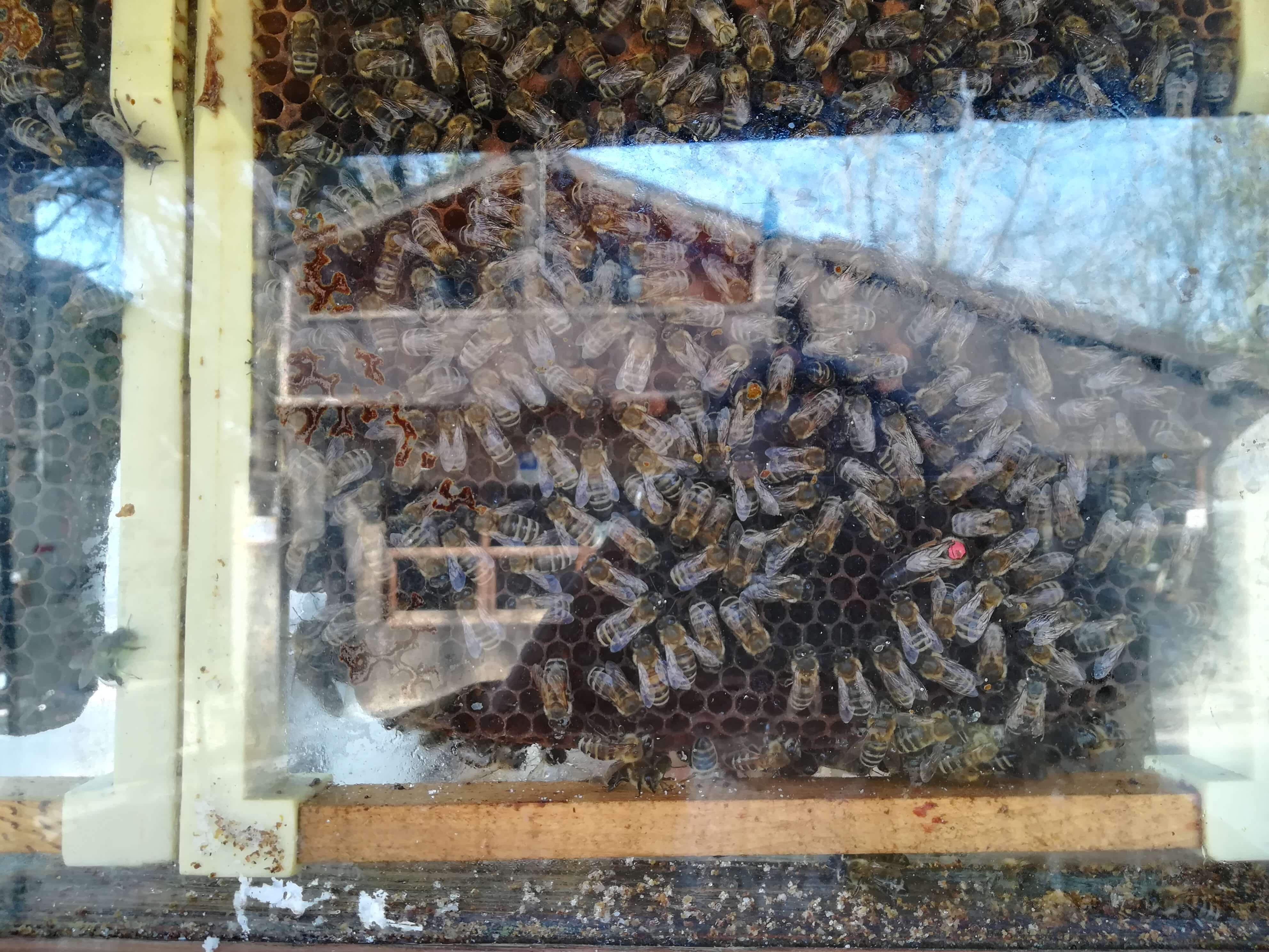 Şile, Ağva, Polonezköy